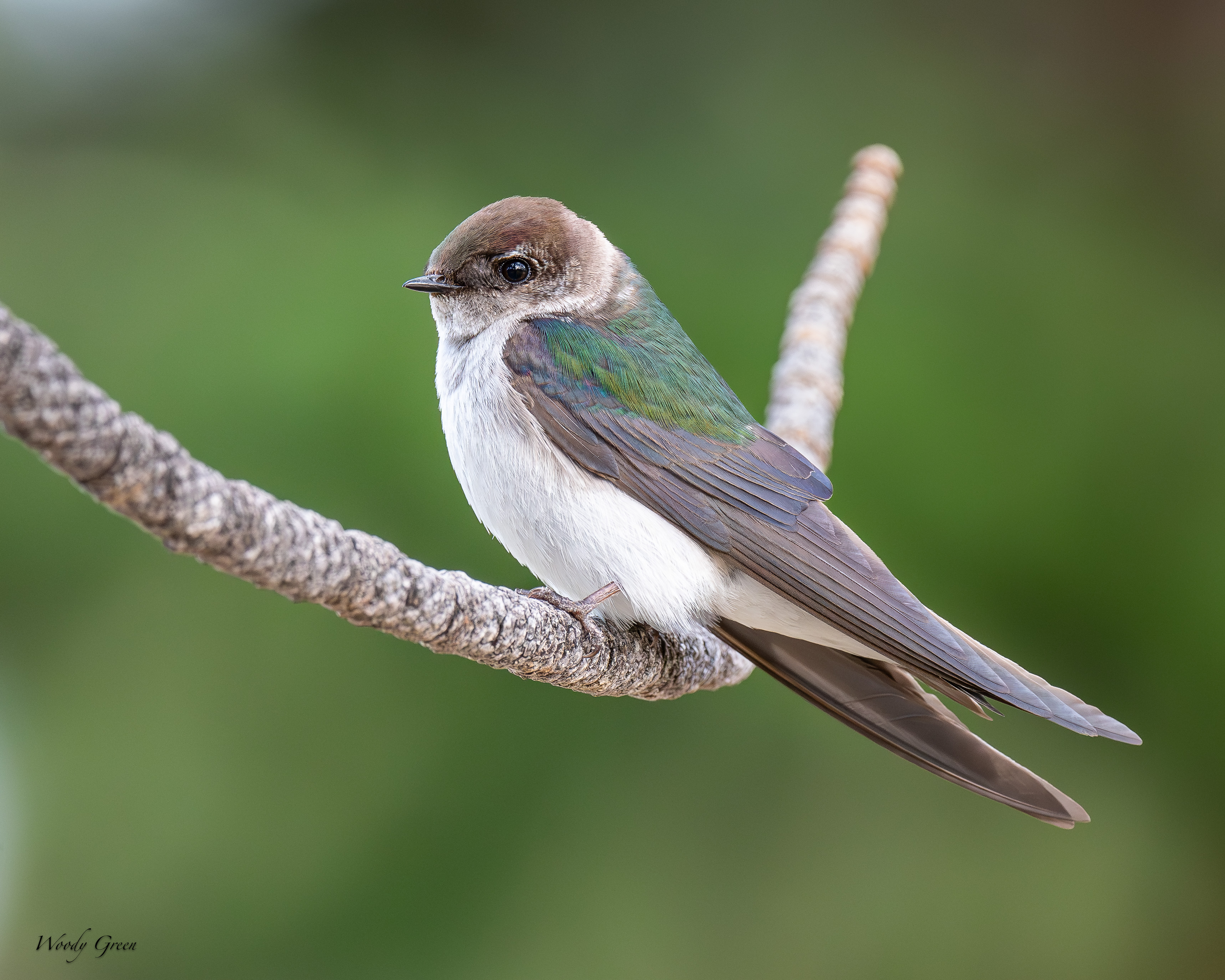 VioletGreenSwallow-225.jpg