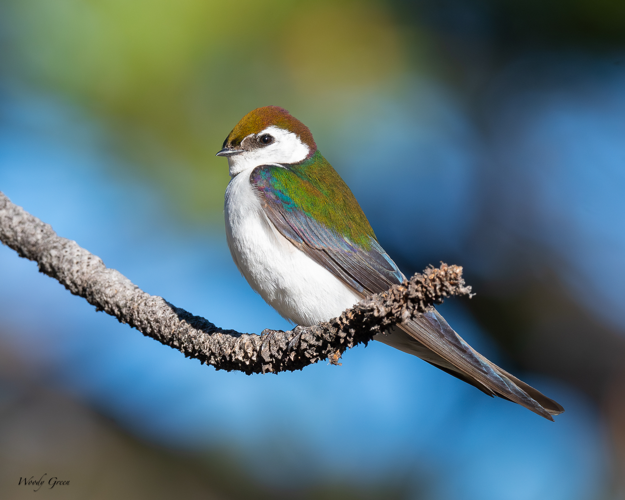 VioletGreenSwallow-228.jpg