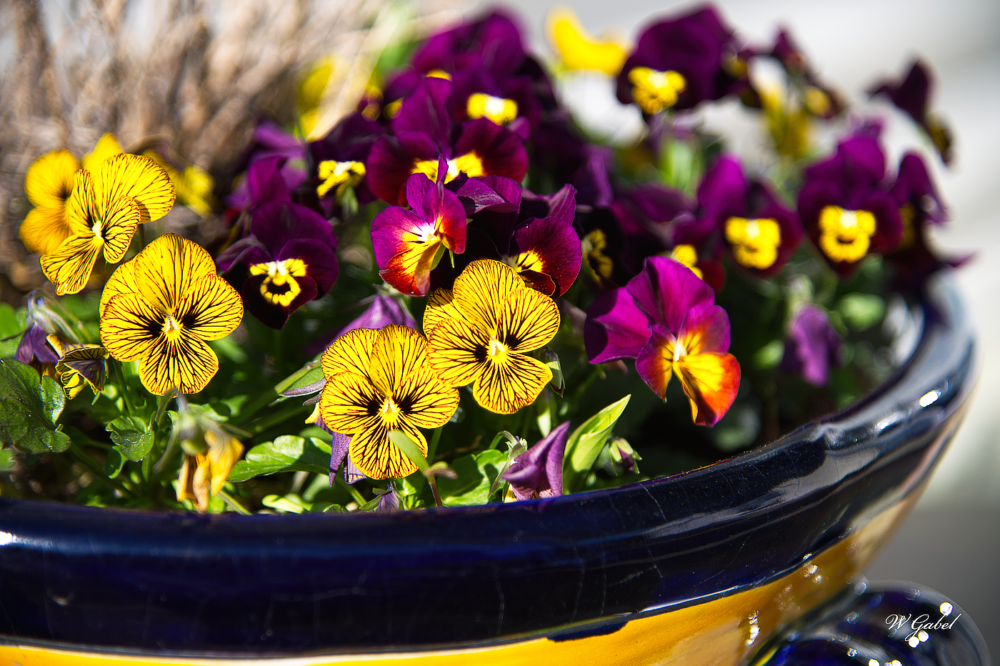 Violets0302 sm.jpg