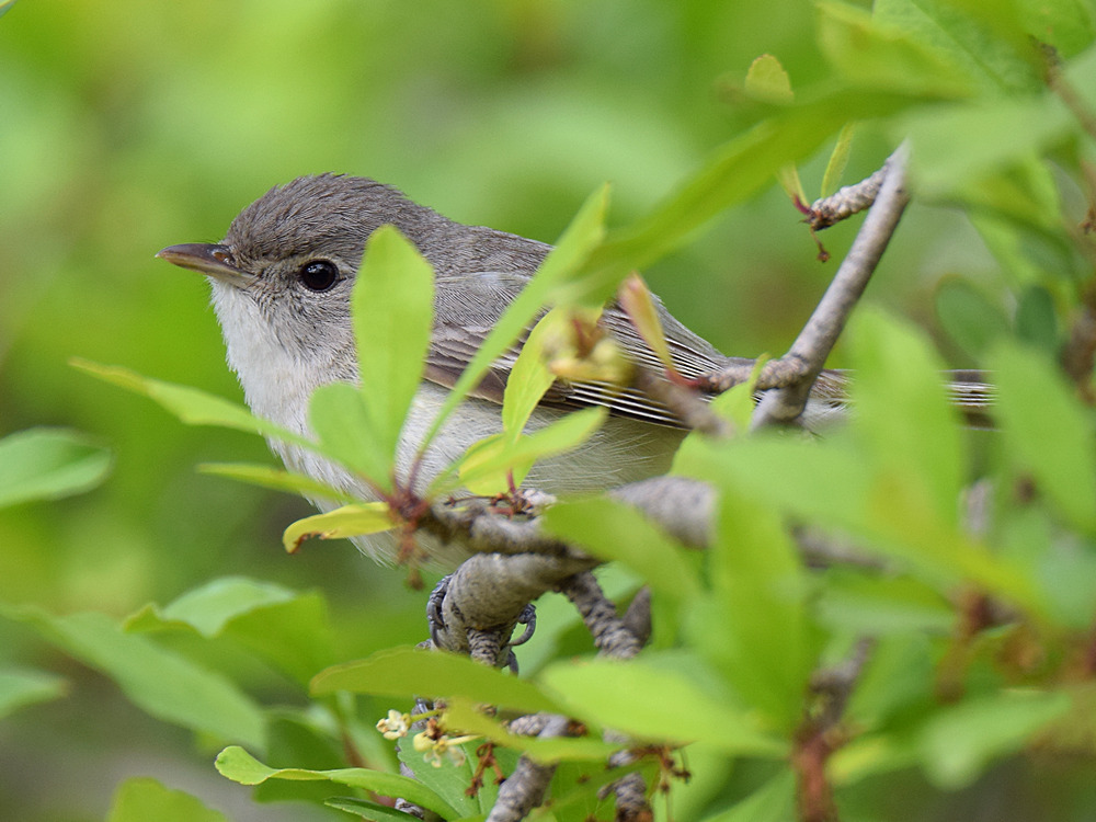 Vireo.jpg