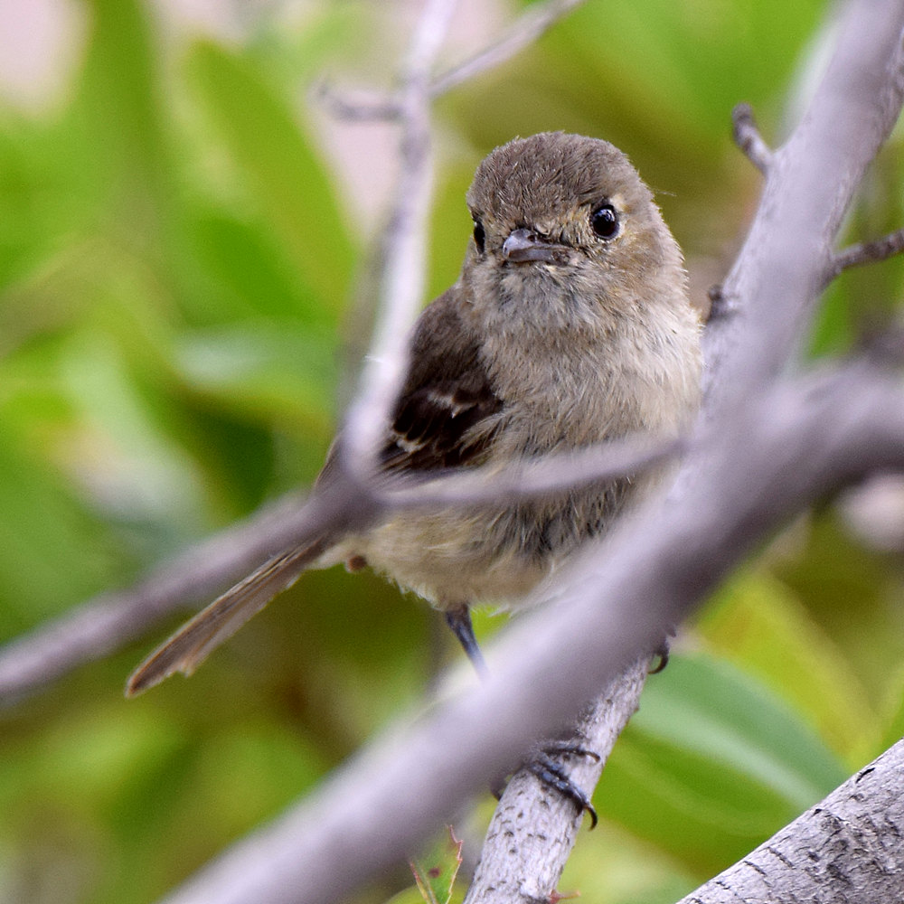 Vireo.jpg