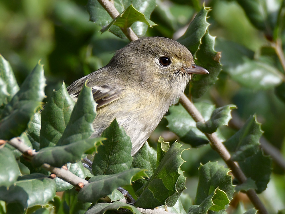 Vireo.jpg