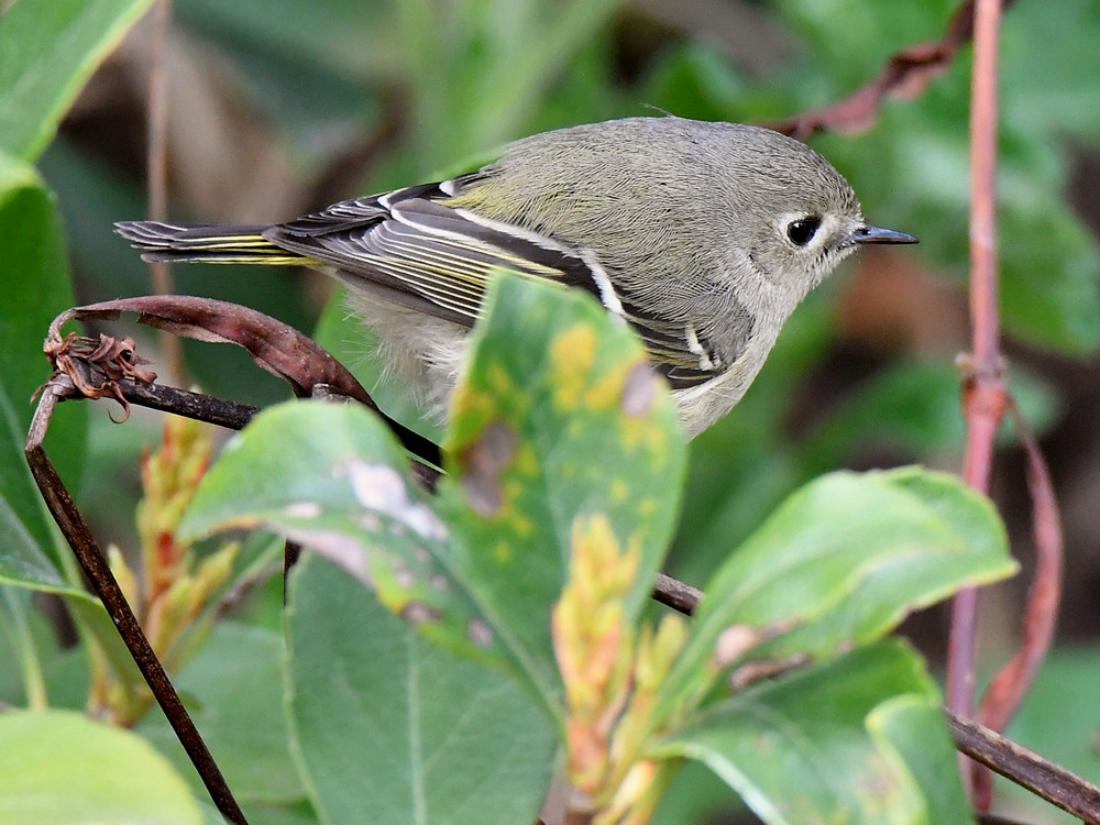 Vireo.jpg