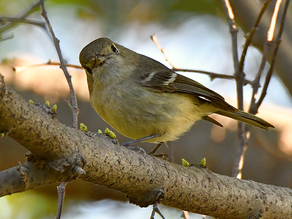 Vireo.jpg