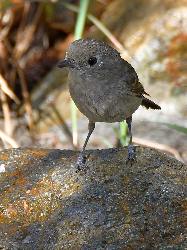 Vireo.jpg