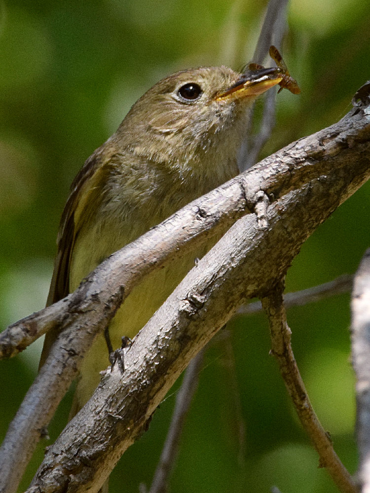 Vireo.jpg