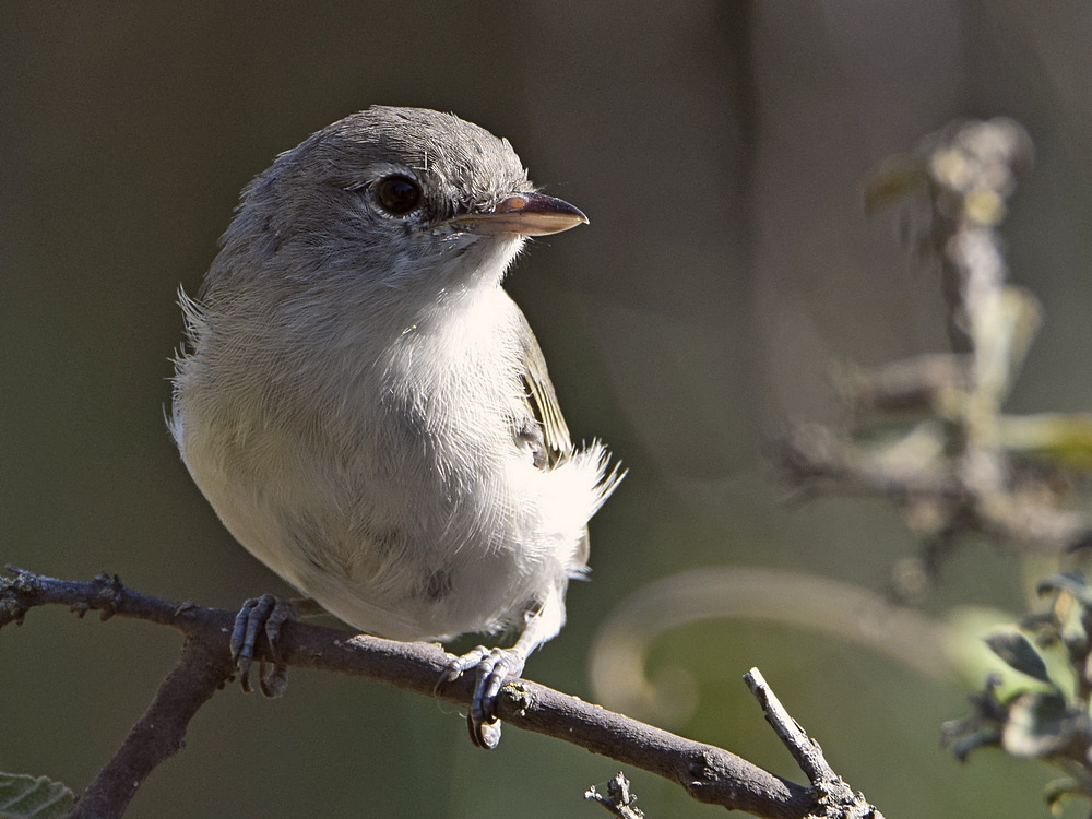 Vireo.jpg