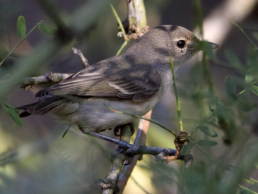 Vireo.jpg