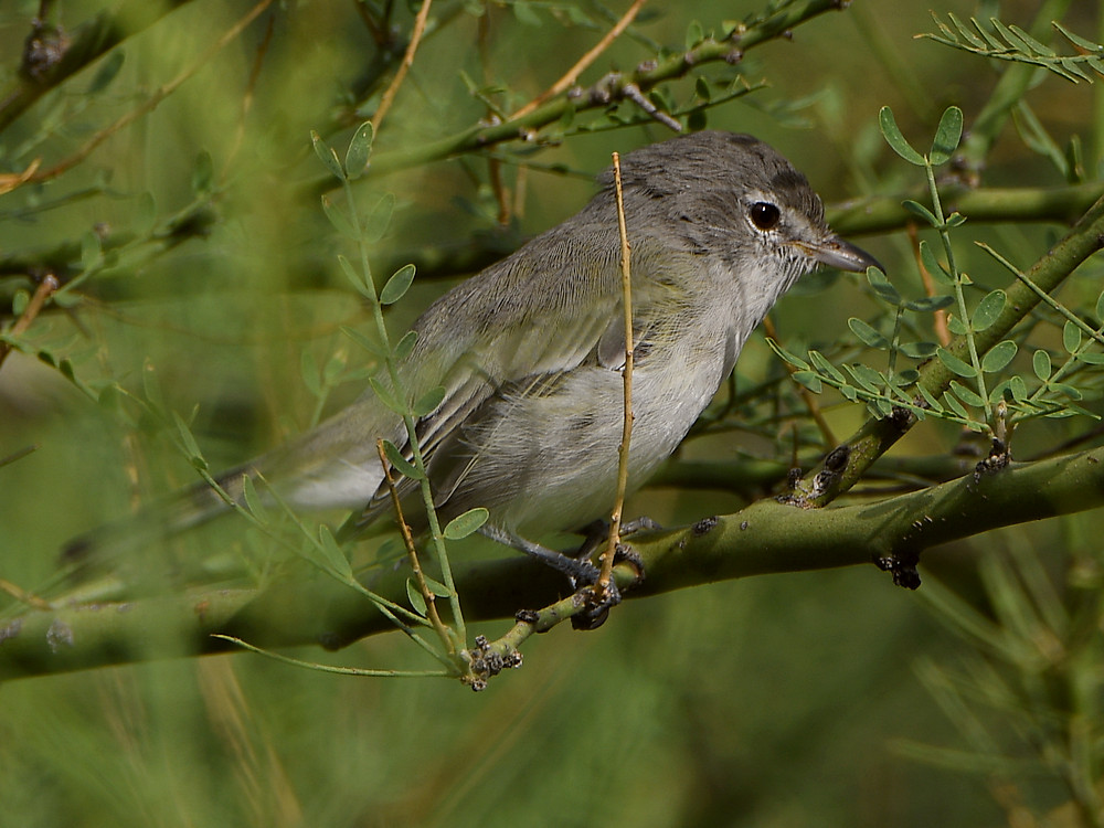 Vireo.jpg