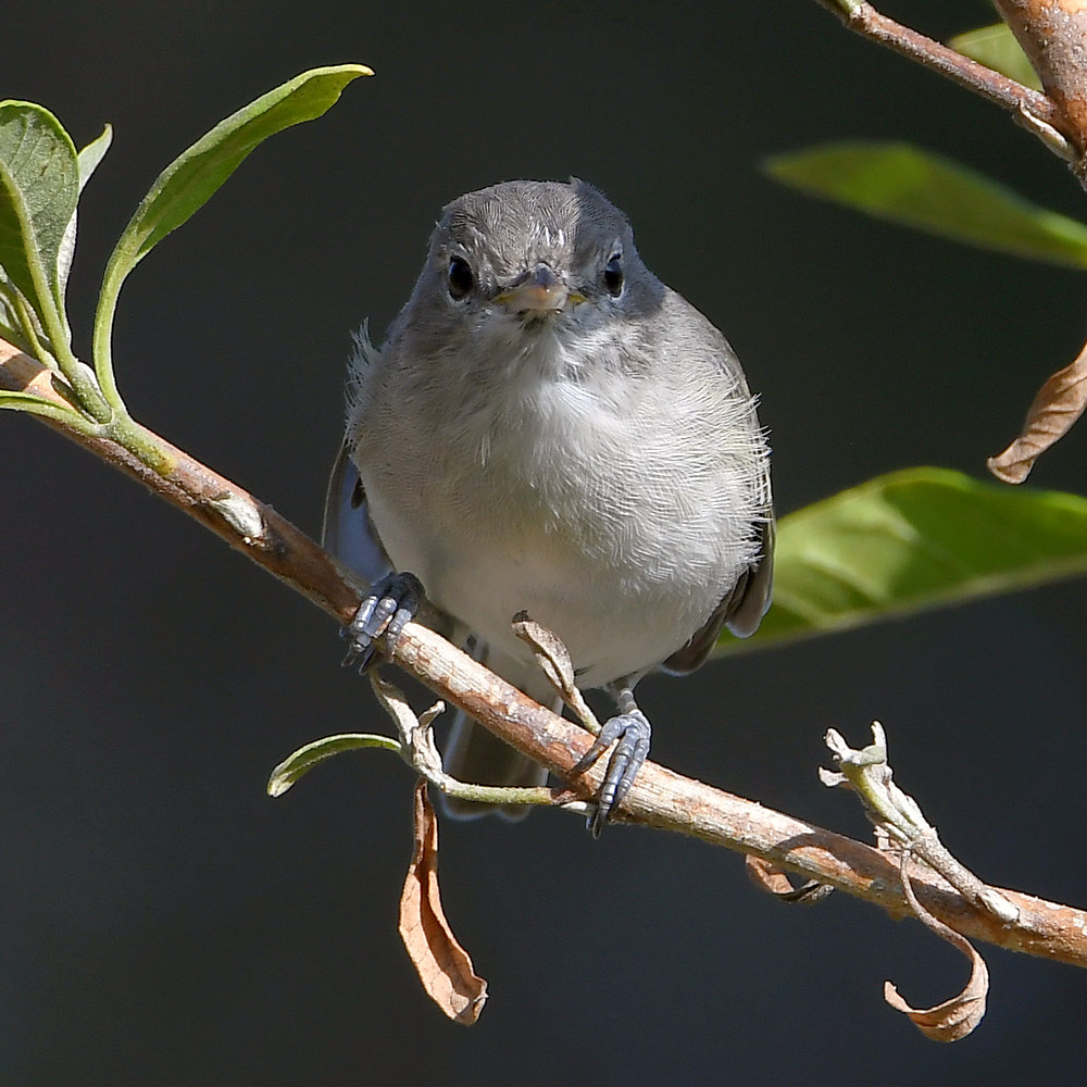 Vireo.jpg