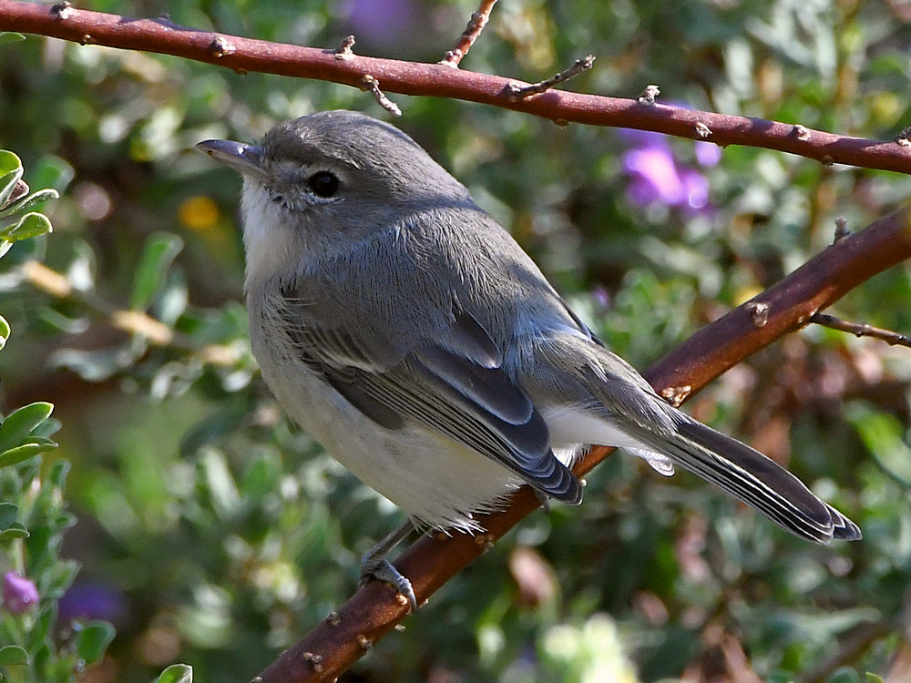 Vireo.jpg