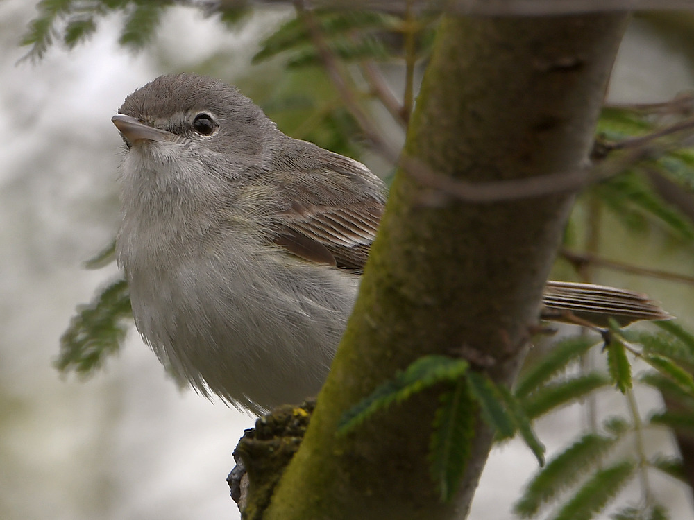 Vireo.jpg