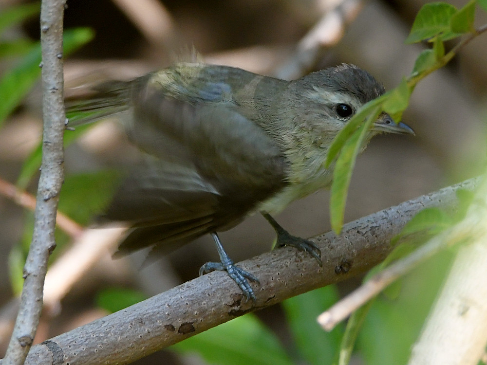 Vireo.jpg