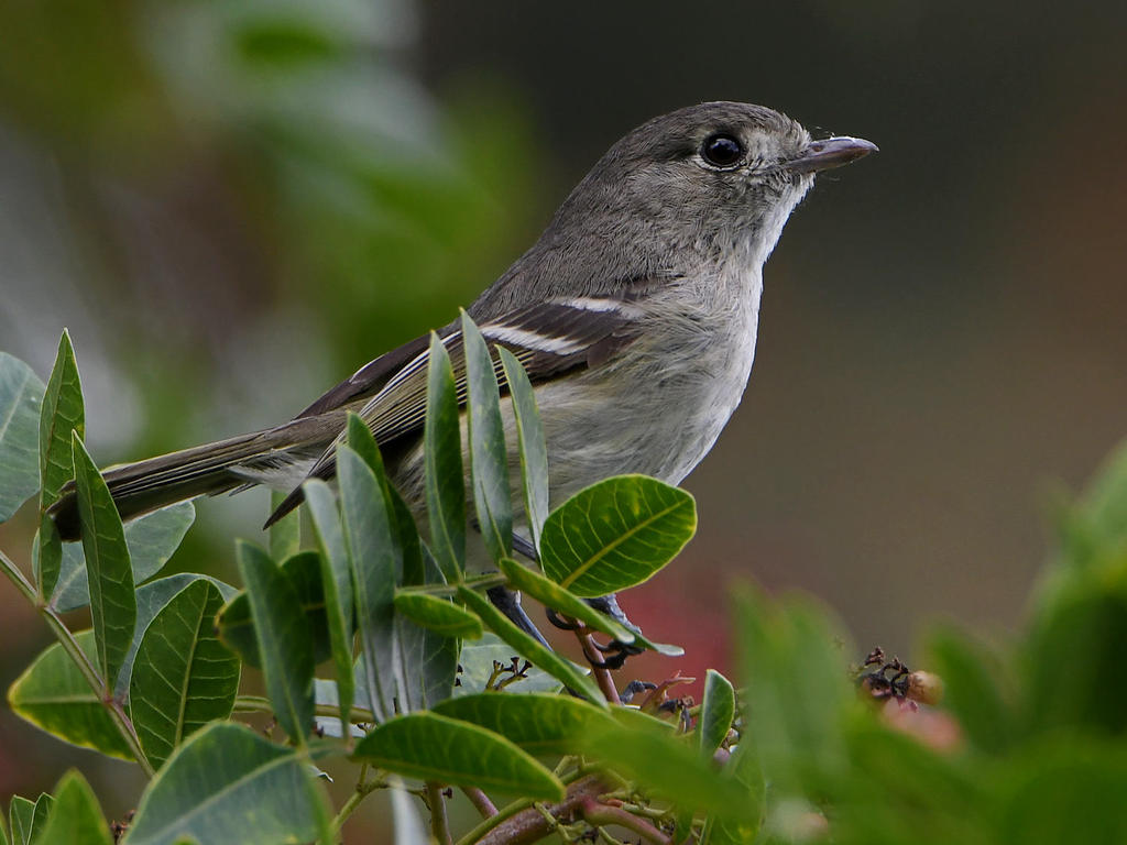Vireo.jpg
