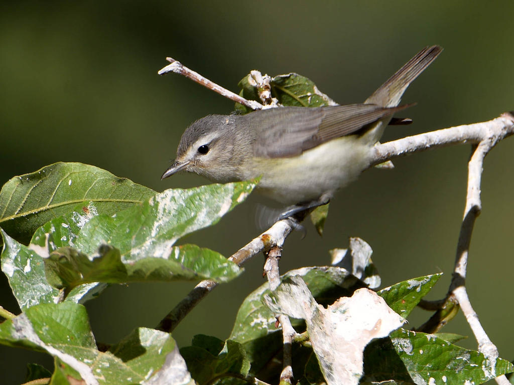 Vireo.jpg