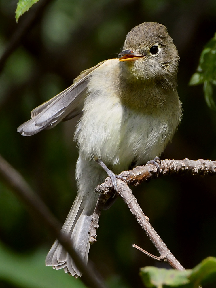 Vireo11.jpg