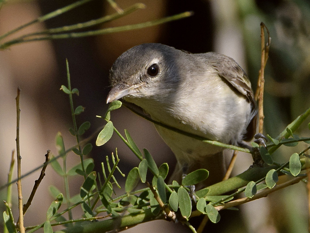 Vireo12.jpg