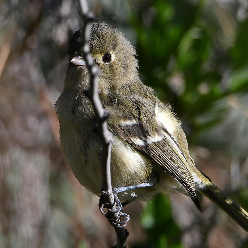 Vireo12.jpg