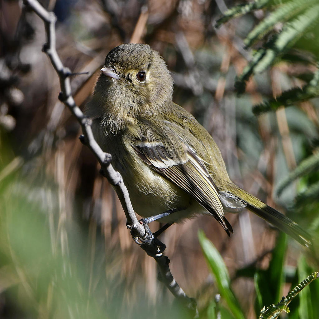 Vireo13.jpg