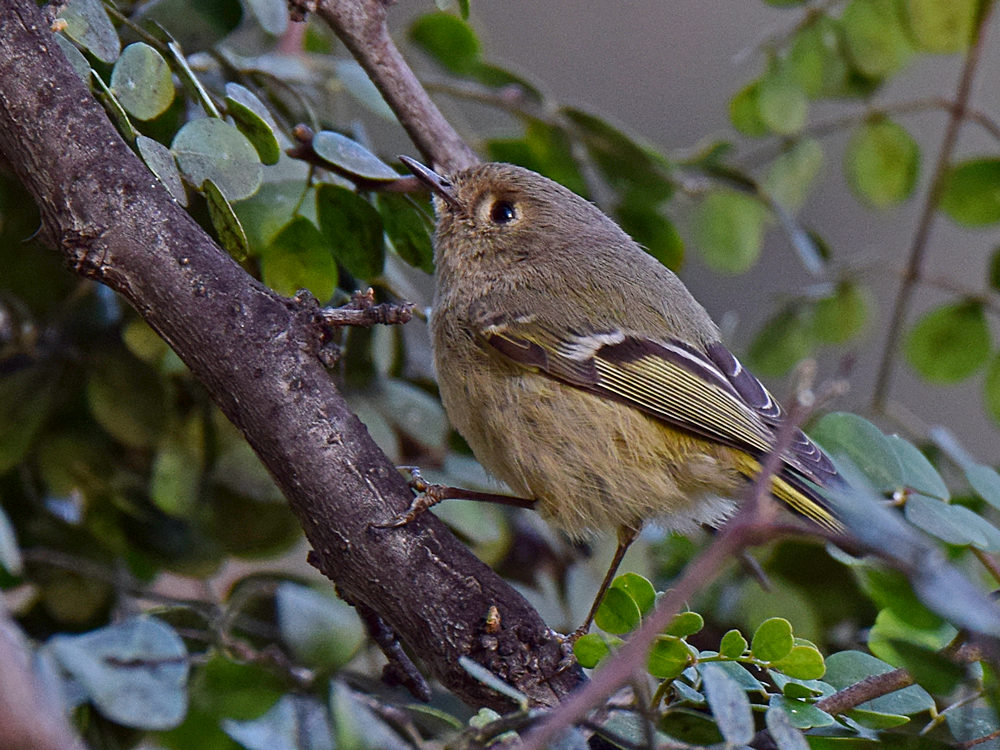Vireo2.jpg