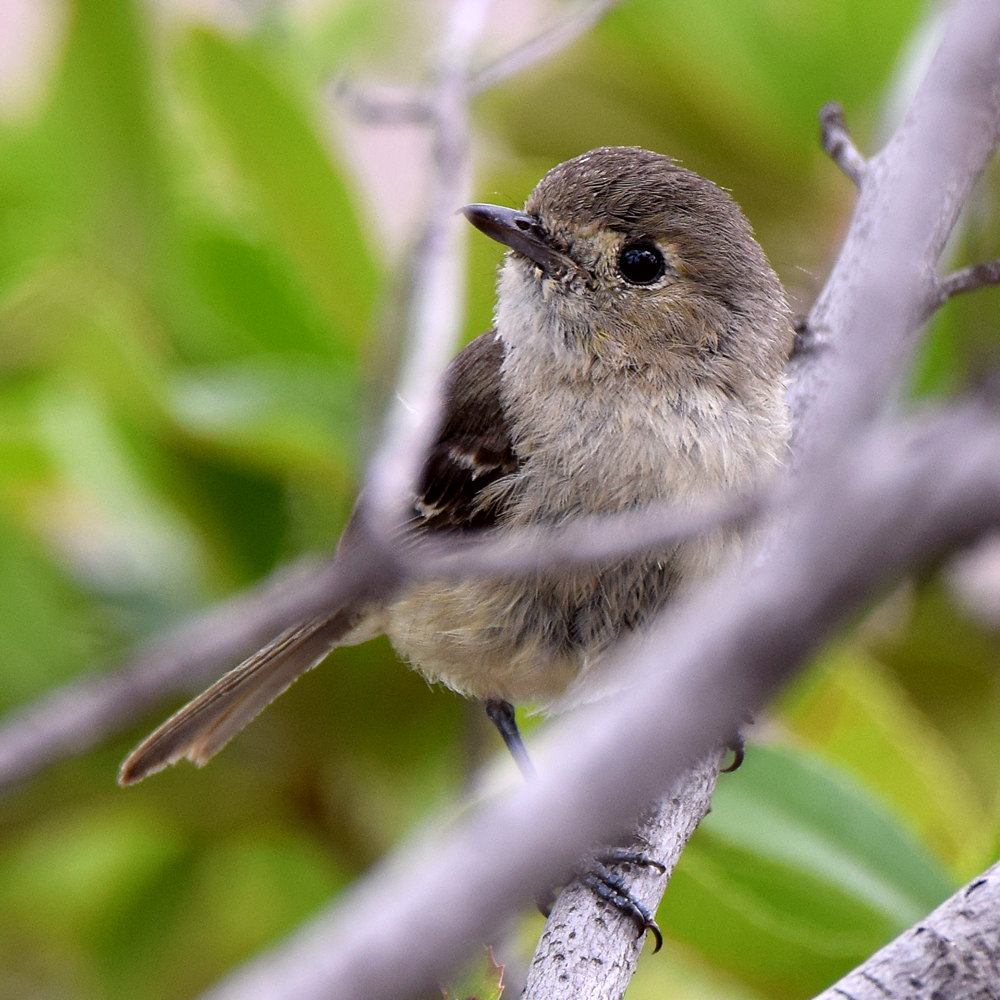 Vireo2.jpg