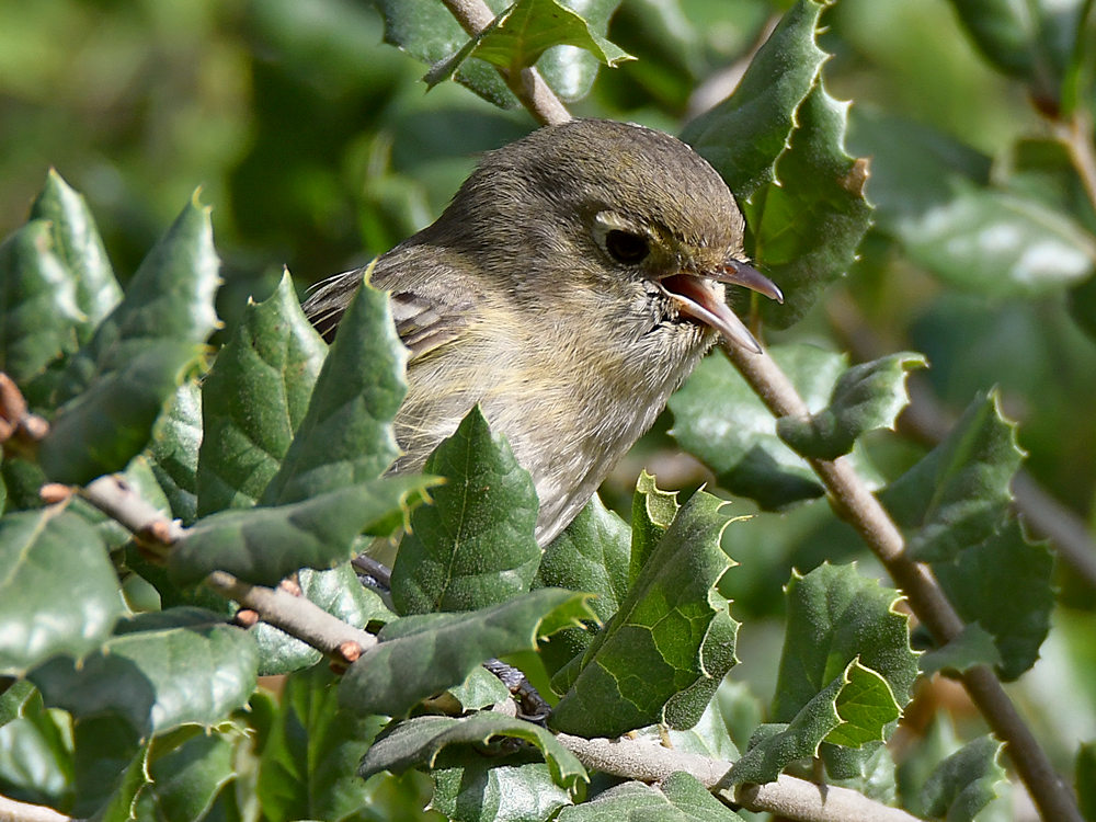 Vireo2.jpg