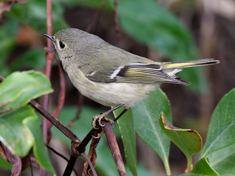 Vireo2.jpg