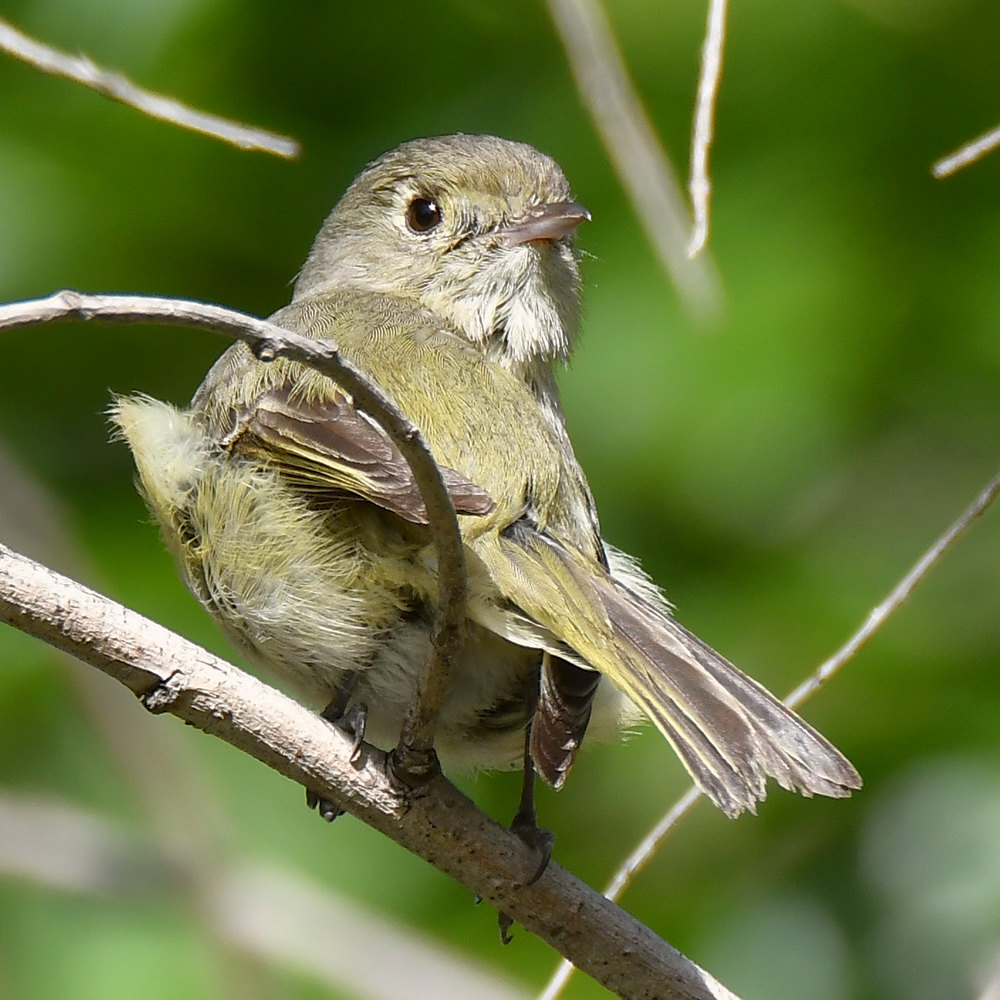Vireo2.jpg