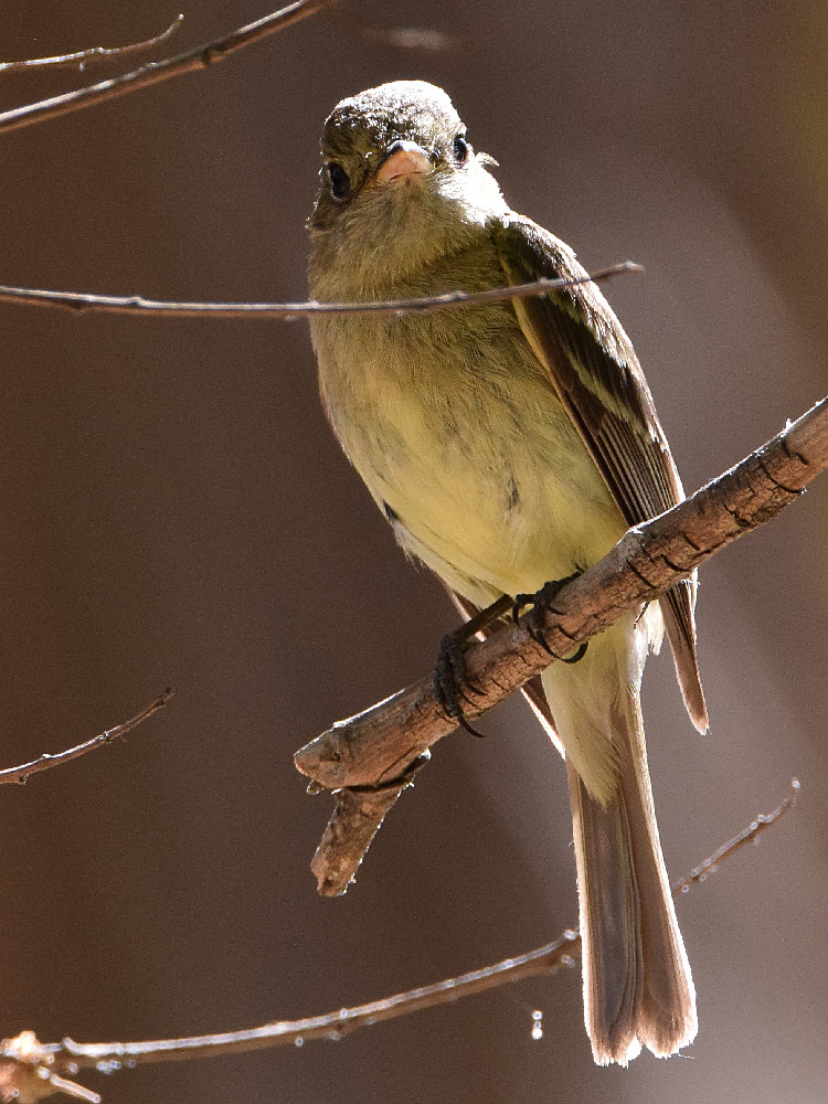 Vireo2.jpg