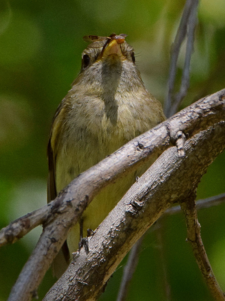 Vireo2.jpg