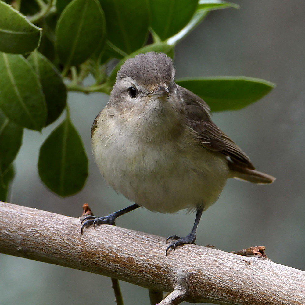 Vireo2.jpg