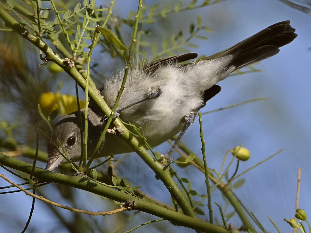 Vireo2.jpg