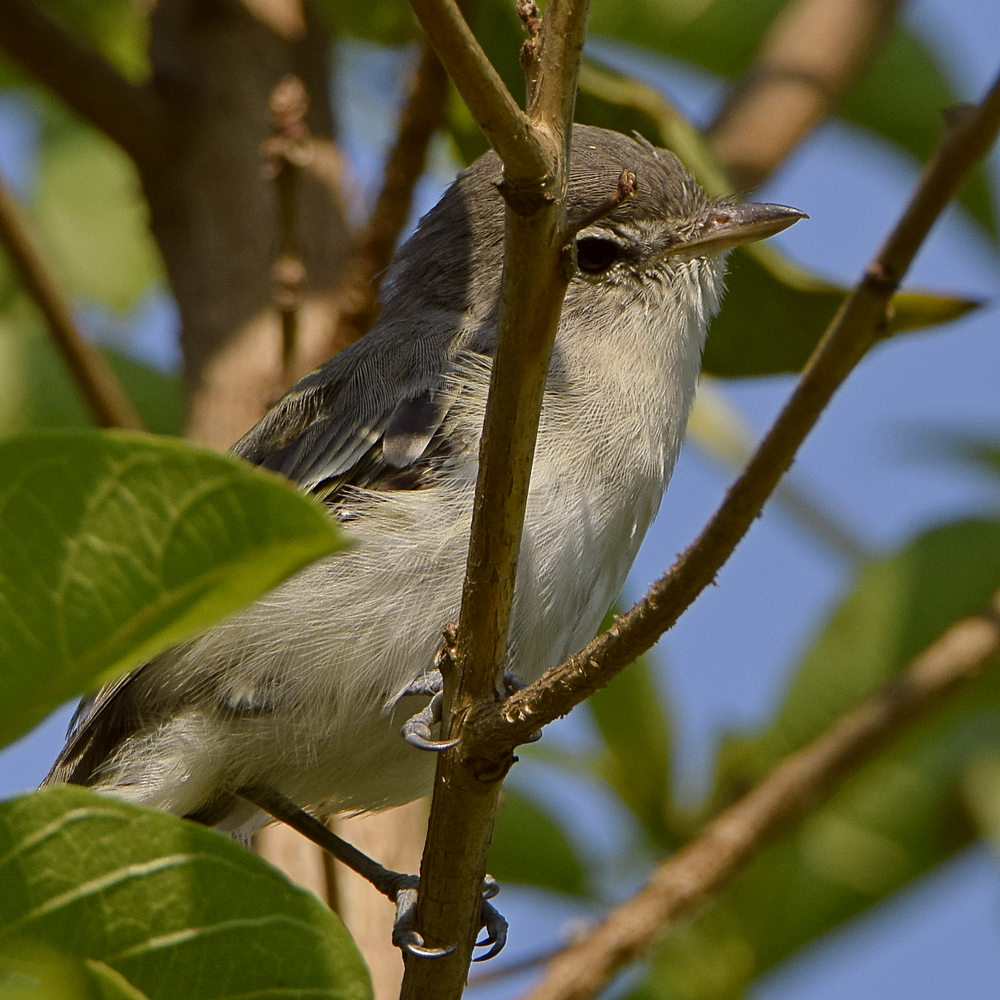 Vireo2.jpg