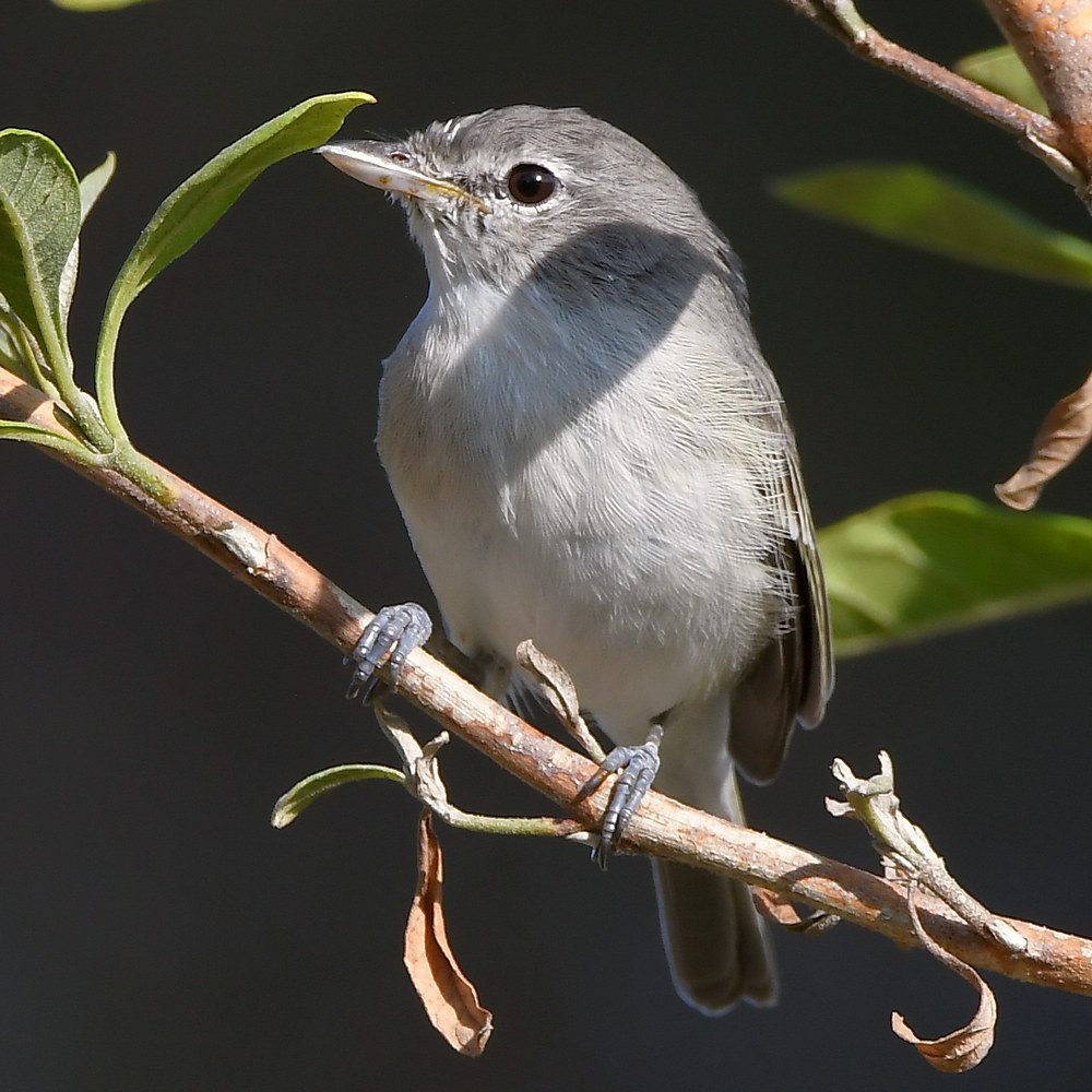 Vireo2.jpg