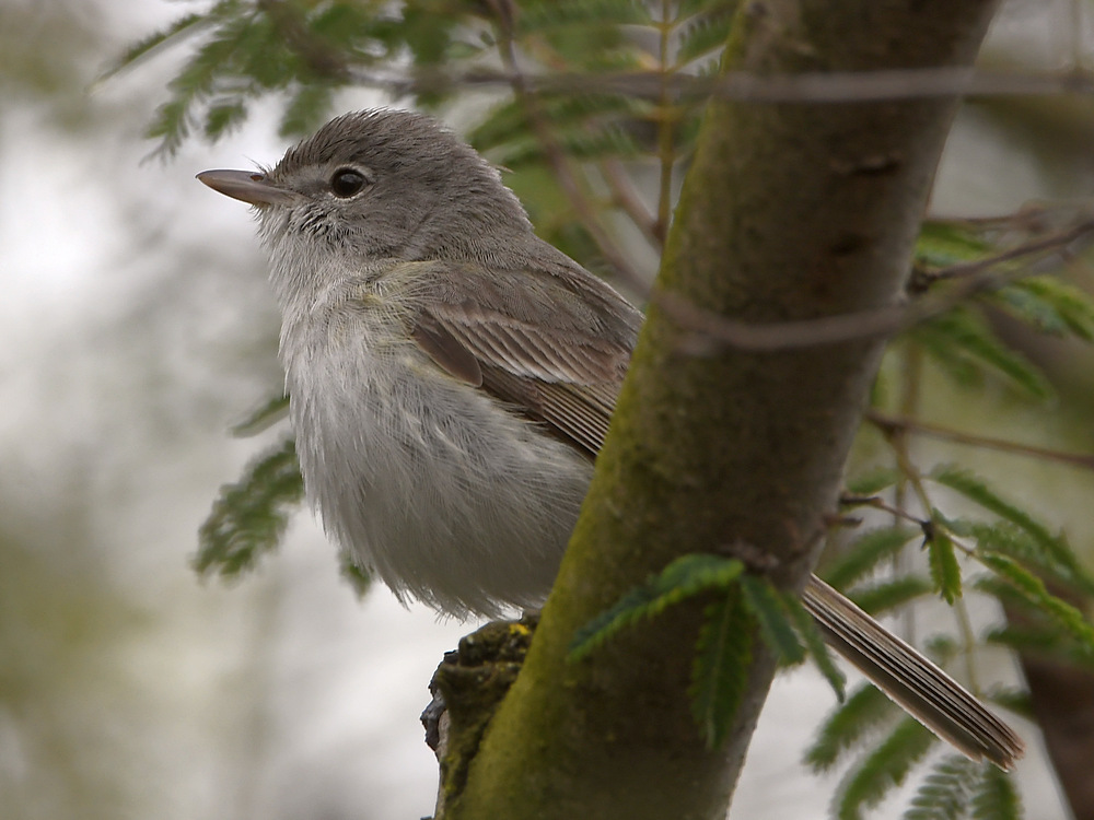 Vireo2.jpg