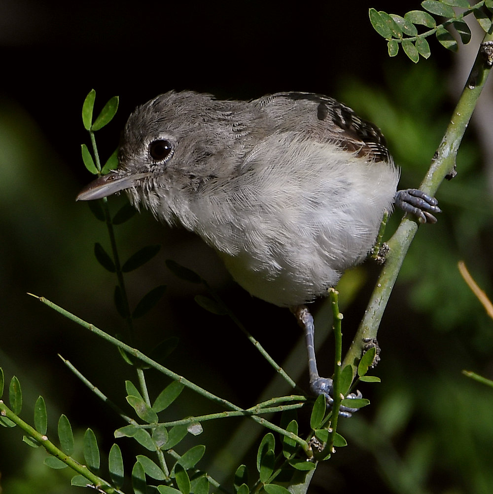 Vireo2.jpg