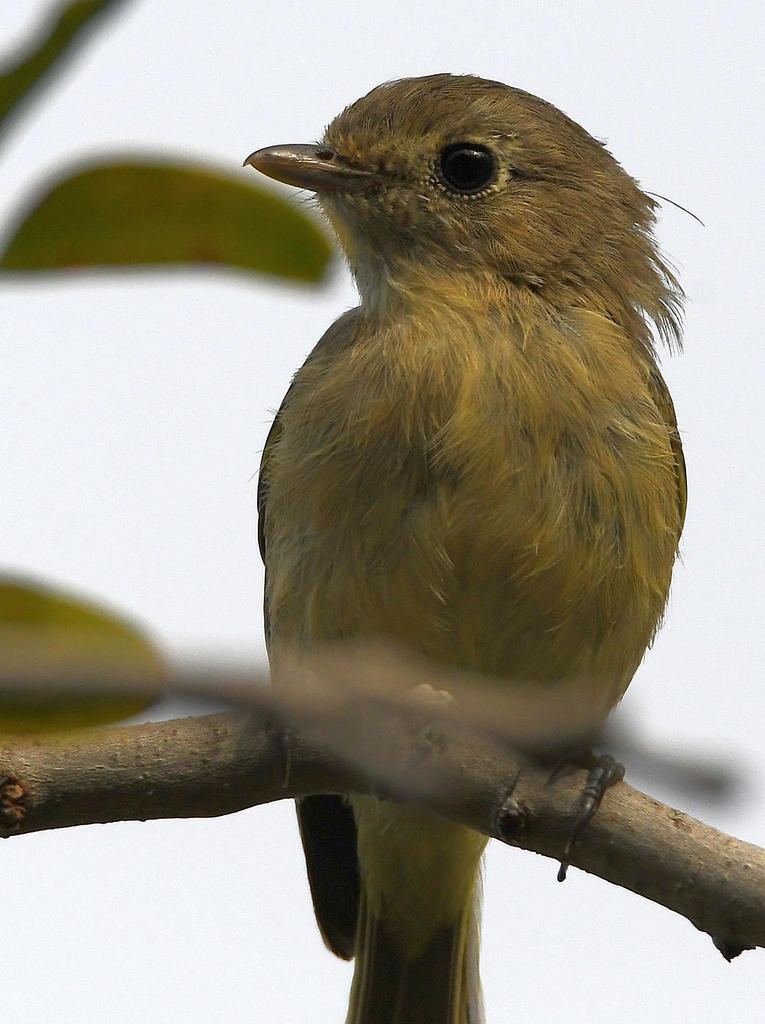 Vireo2.jpg