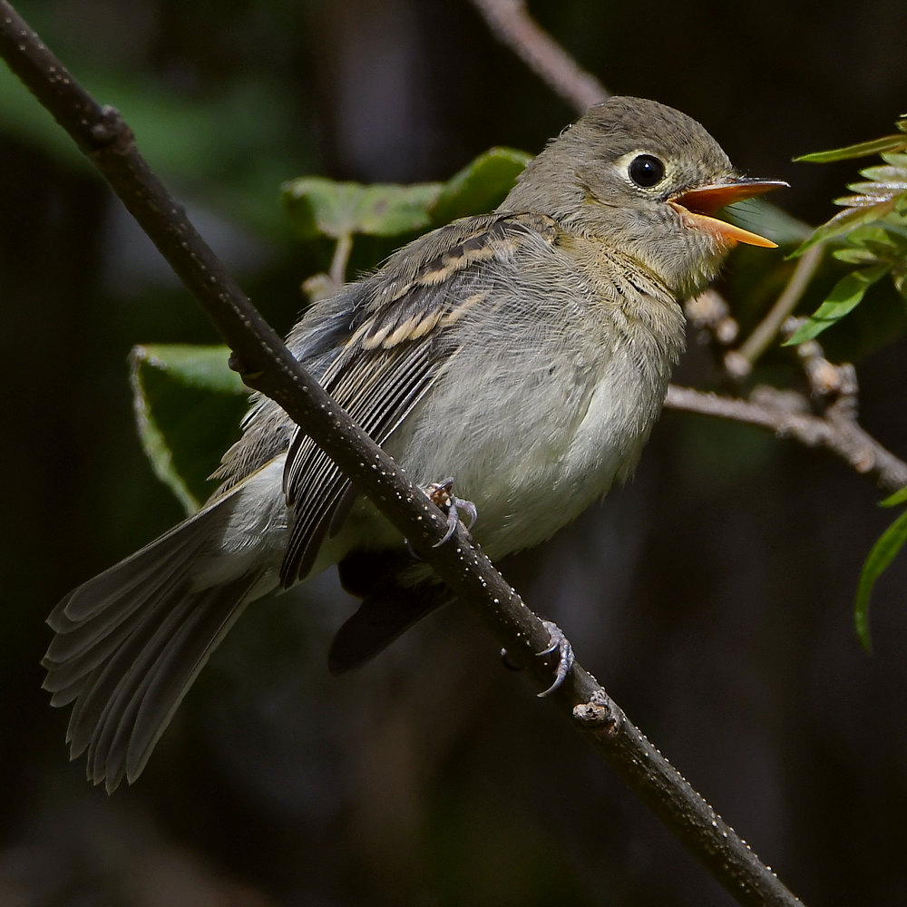 Vireo26.jpg