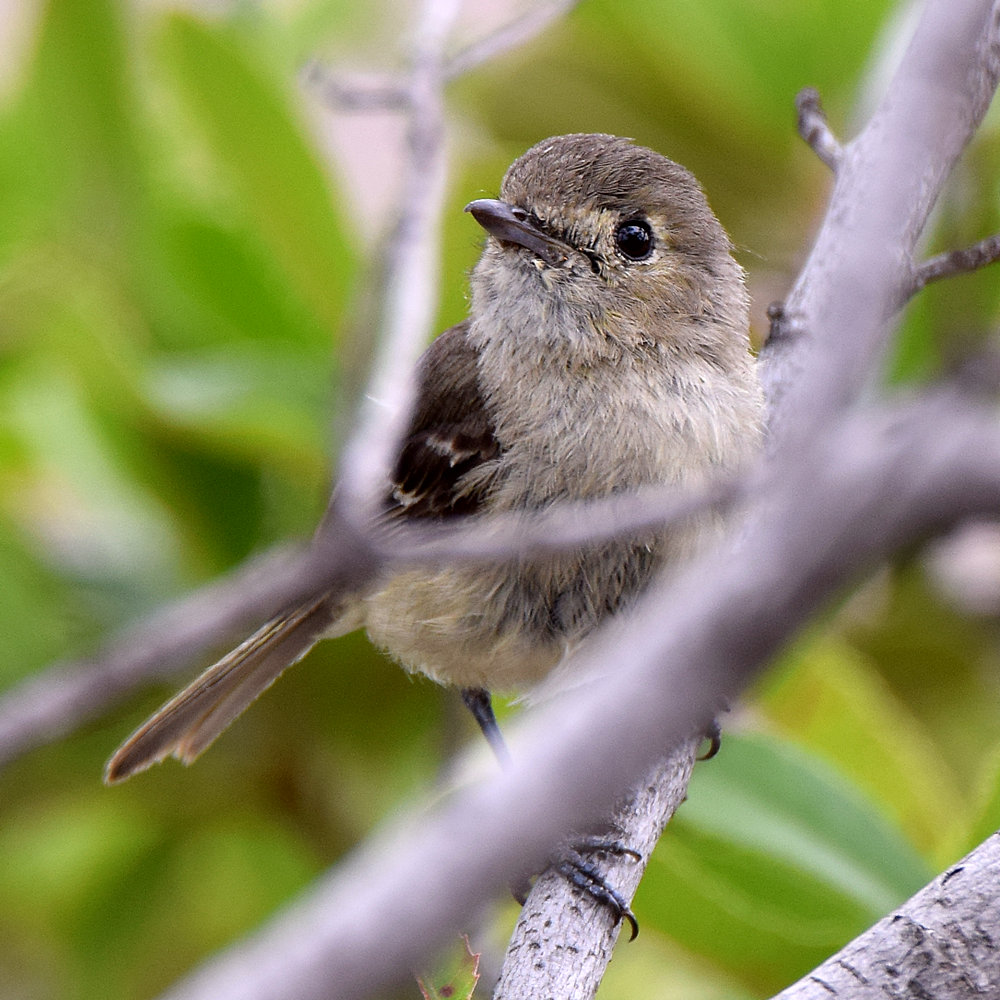 Vireo3.jpg