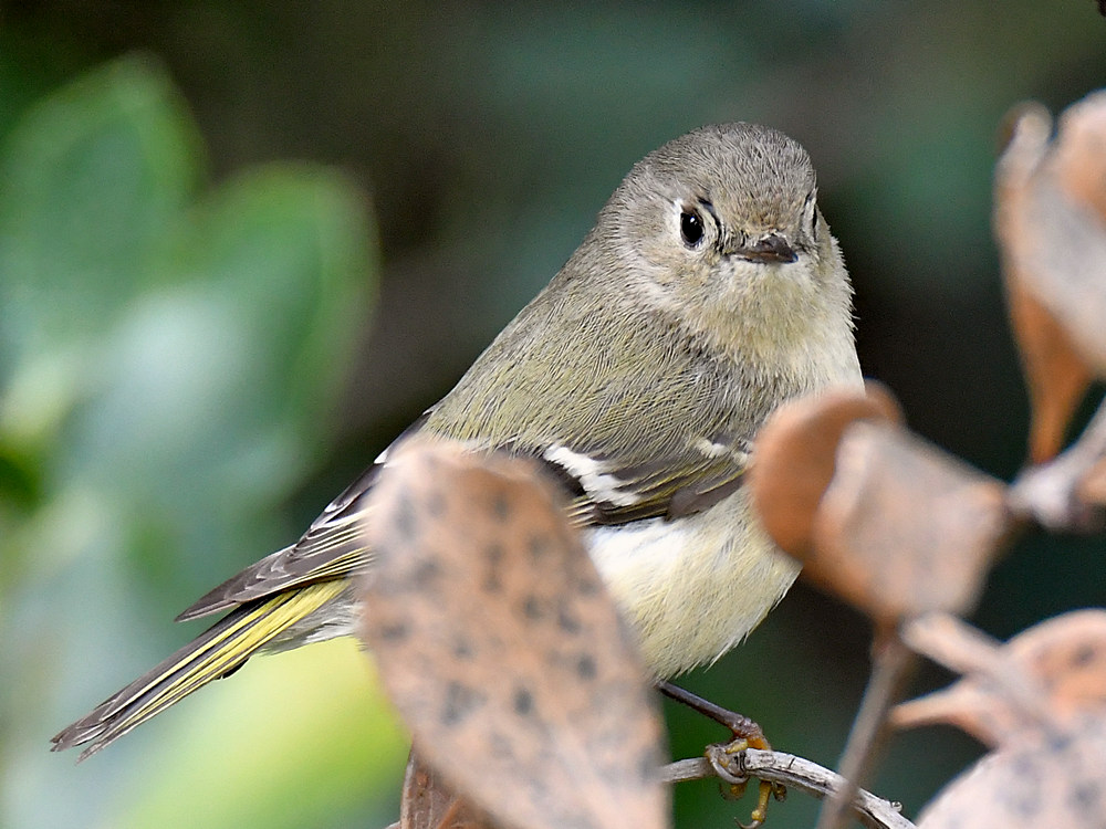 Vireo3.jpg