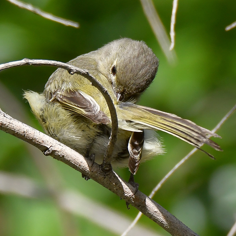 Vireo3.jpg
