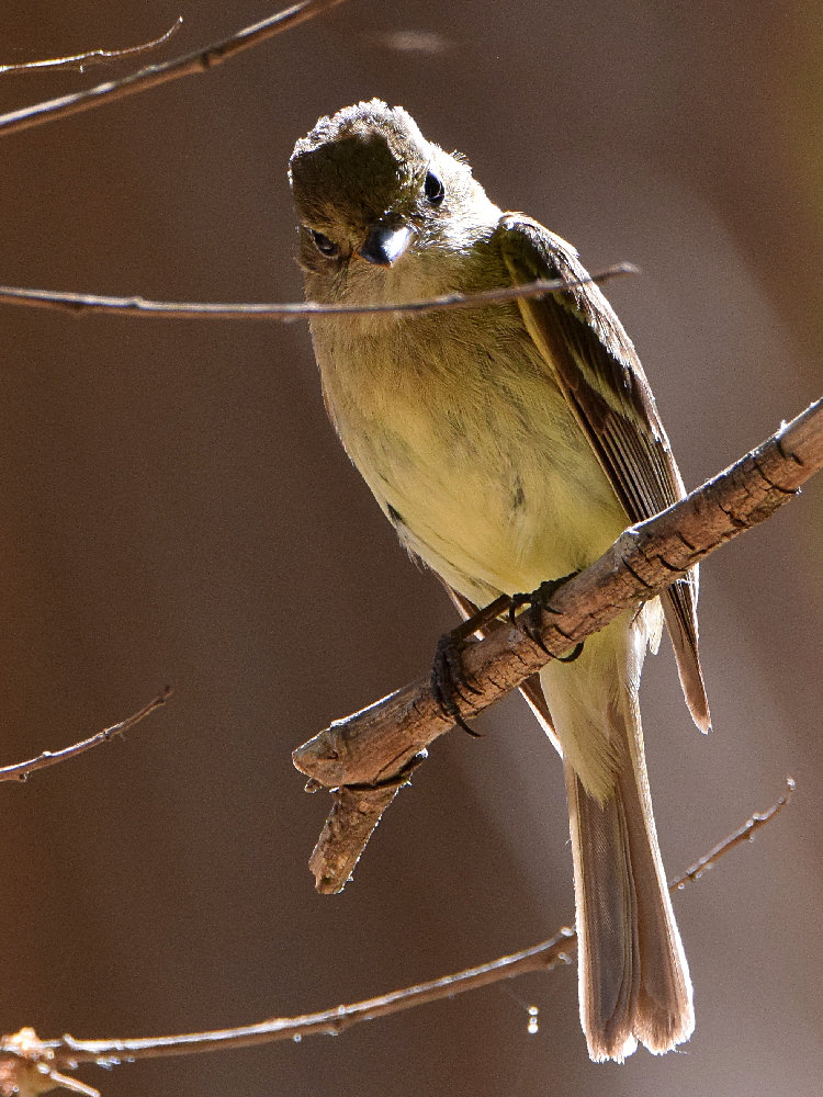 Vireo3.jpg