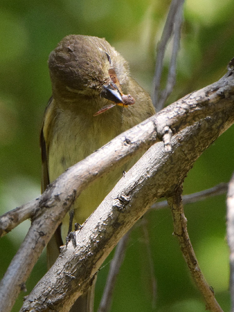 Vireo3.jpg