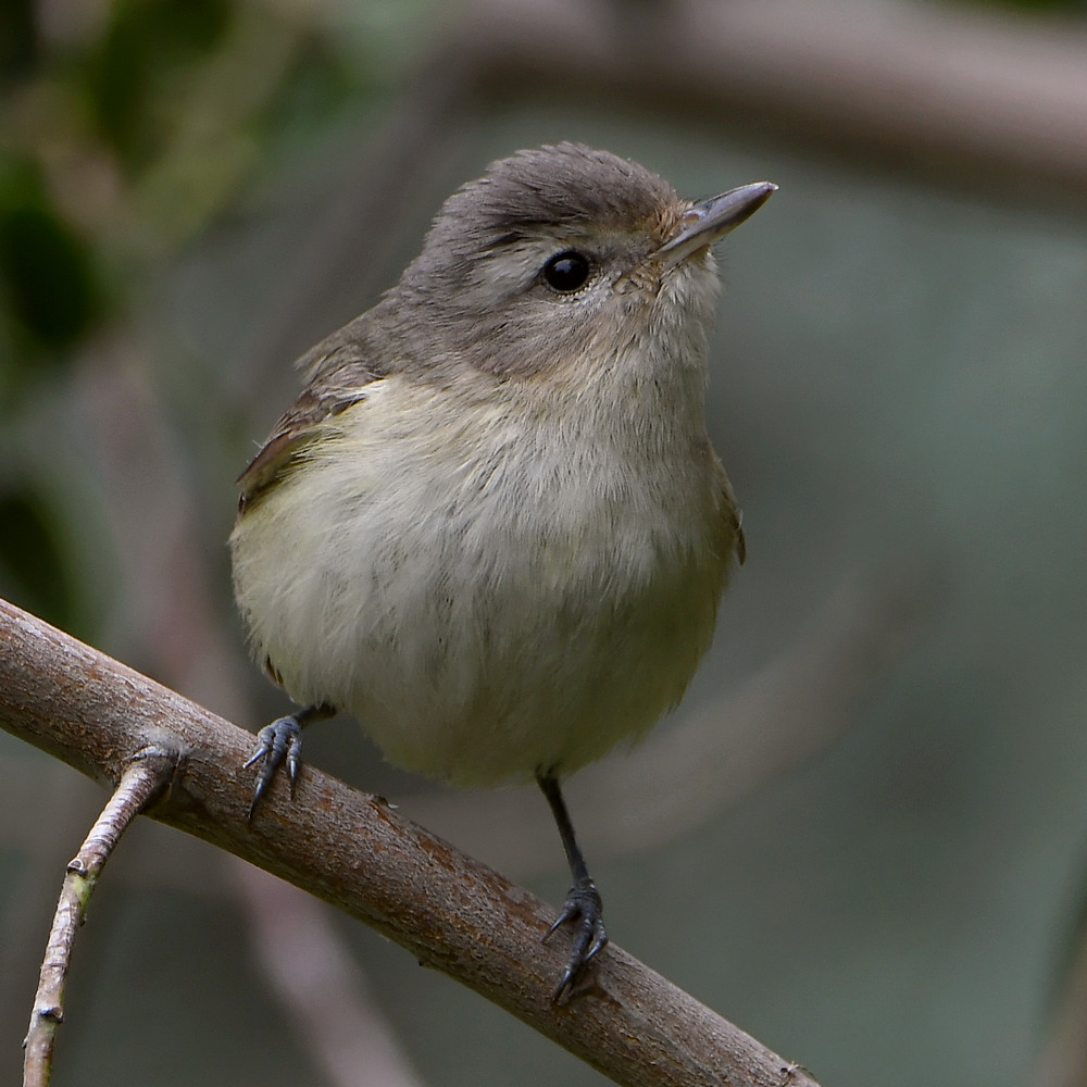 Vireo3.jpg