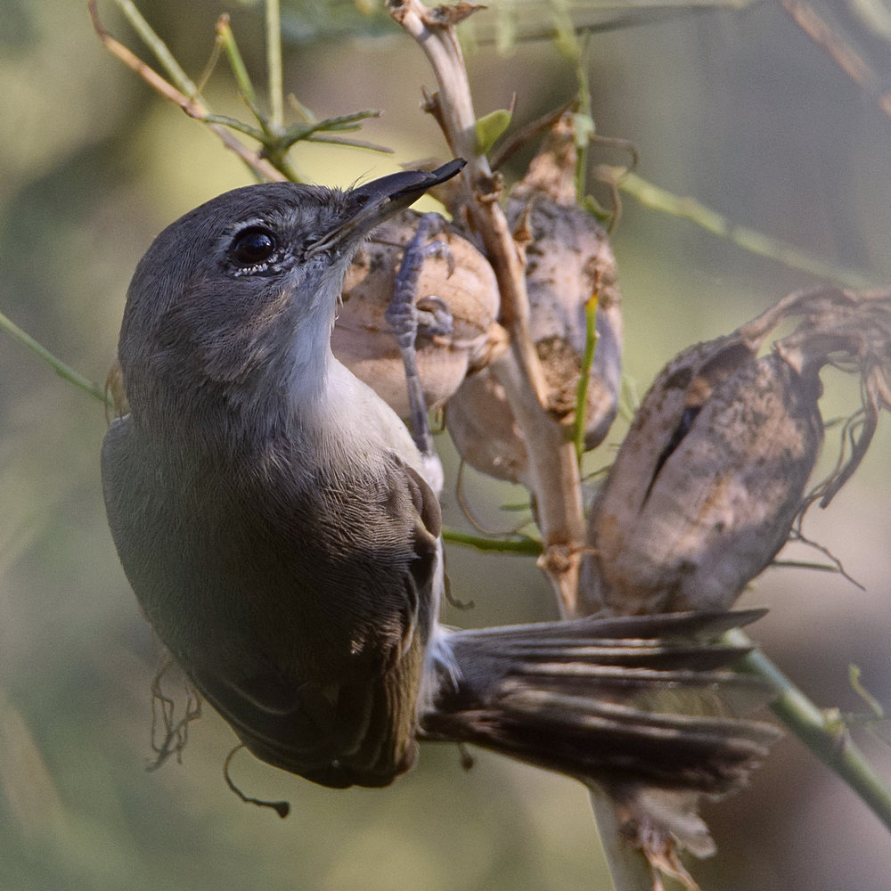 Vireo3.jpg