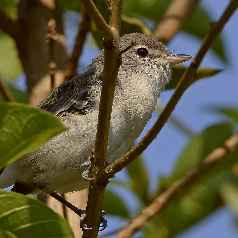 Vireo3.jpg