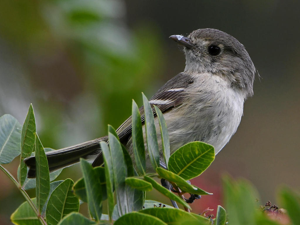 Vireo3.jpg