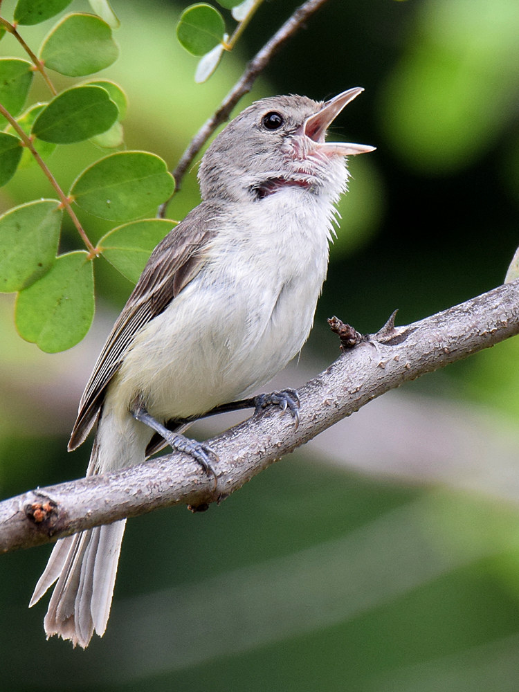 Vireo4.jpg