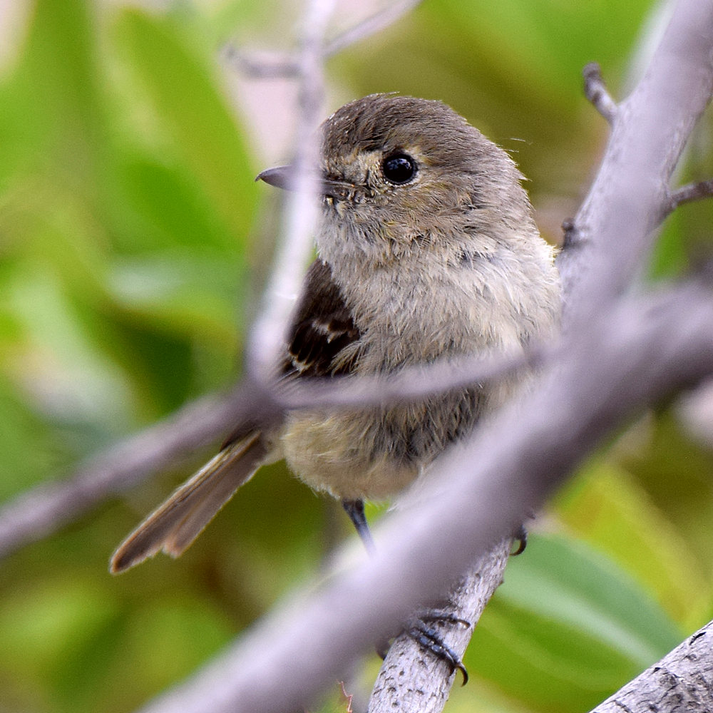Vireo4.jpg