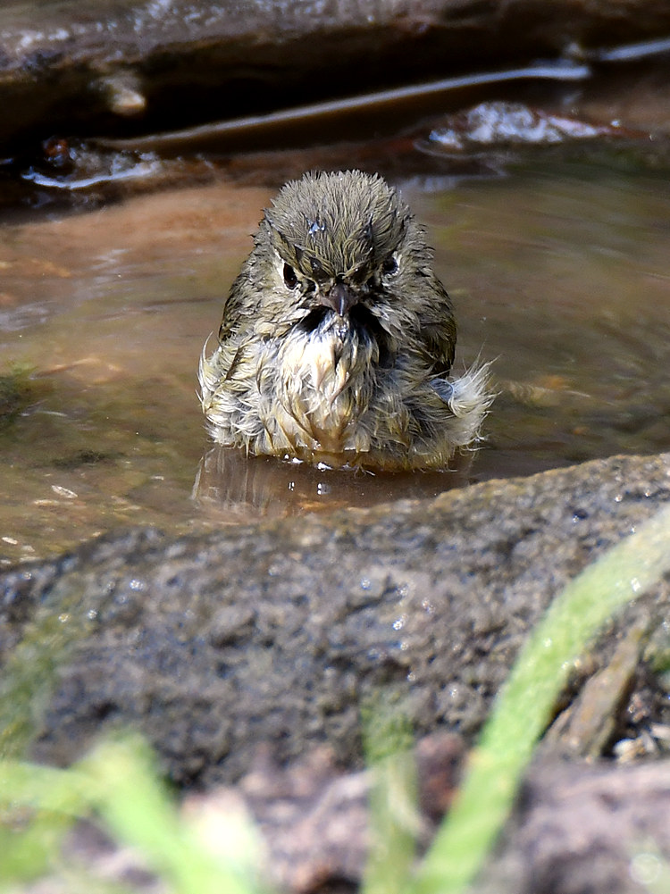 Vireo4.jpg